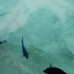 Snorkeling Boat Charter