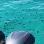 Snorkeling Boat Charter