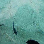 Snorkeling Boat Charter